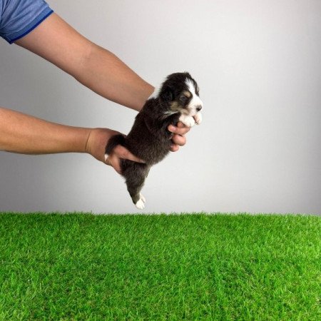 Ausztrál juhászkutya