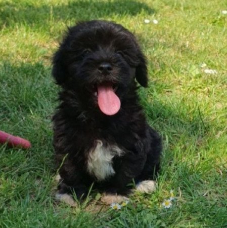 Bichon Havanese