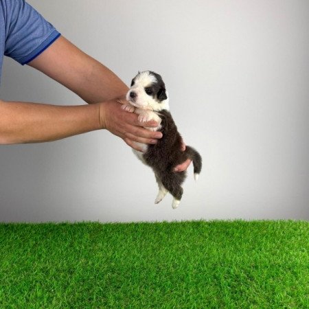 Ausztrál juhászkutya