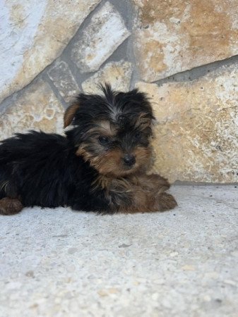 Yorkshire Terrier