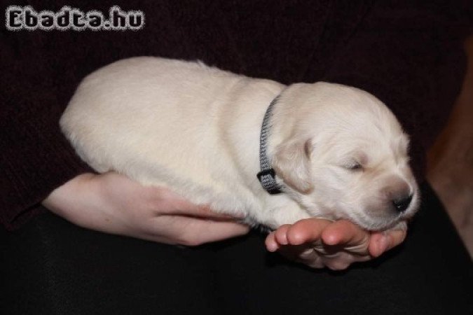 Golden retriever kölyökkutyák