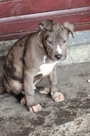 Staffordshire terrier