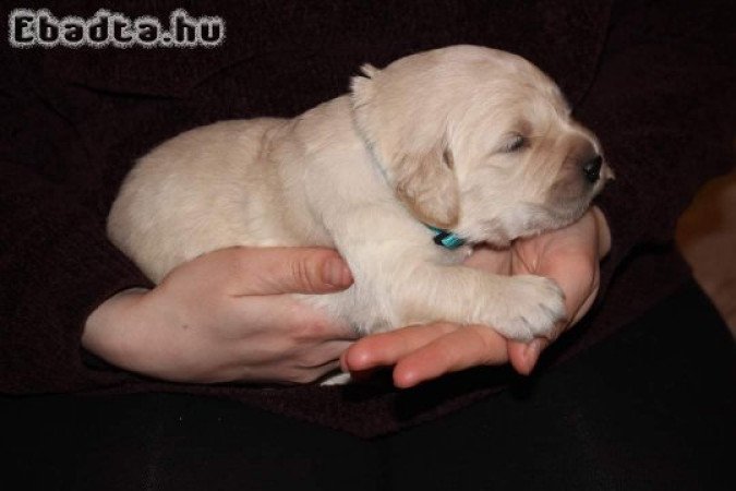 Golden retriever kölyökkutyák