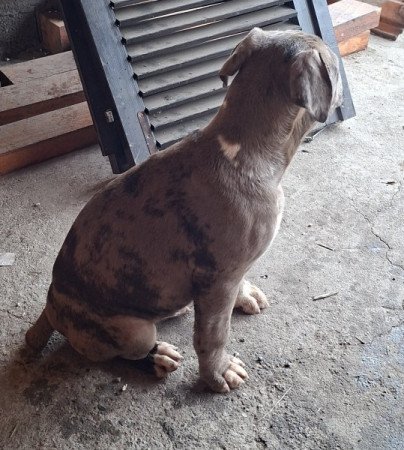 Staffordshire terrier