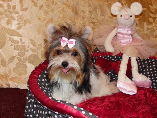 Biewer Yorkshire Terrier Yorki