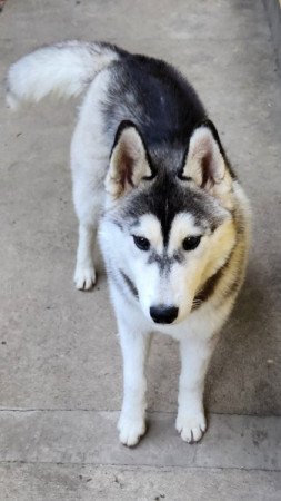 Szibériai Husky