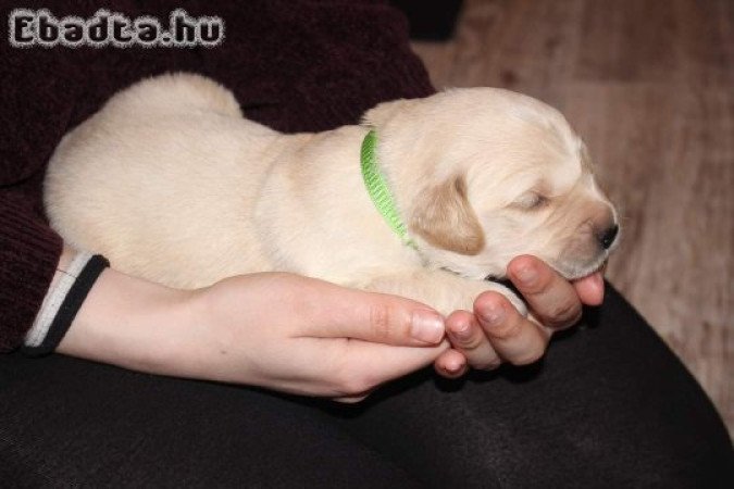 Golden retriever kölyökkutyák