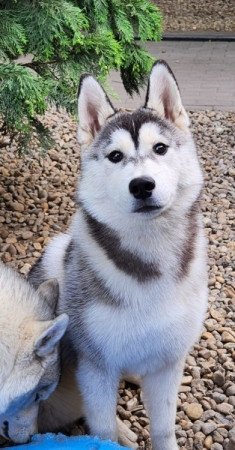 Szibériai Husky