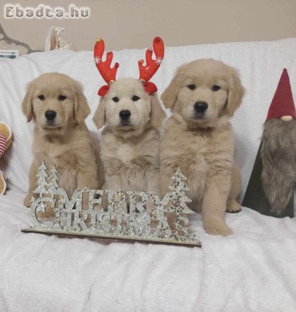 Golden Retriever kiskutyák foglalhatók.