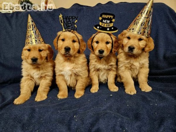 Golden Retriever kiskutyák foglalhatók.