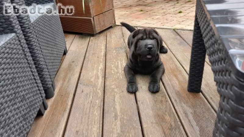 Shar pei fajtatiszta jellegű kutyusok eladòak