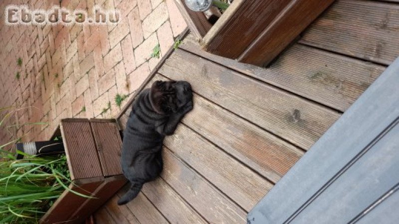 Shar pei fajtatiszta jellegű kutyusok eladòak