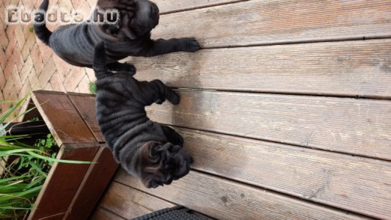 Shar pei fajtatiszta jellegű kutyusok eladòak