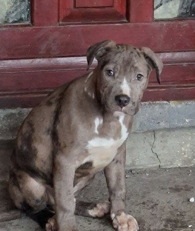 Staffordshire terrier