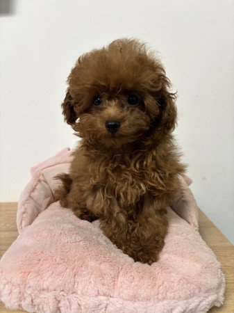 Red toy fajtiszta jellegű szuka uszkár kiskutya