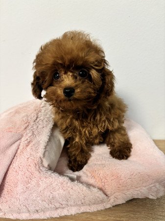 Red toy fajtiszta jellegű szuka uszkár kiskutya