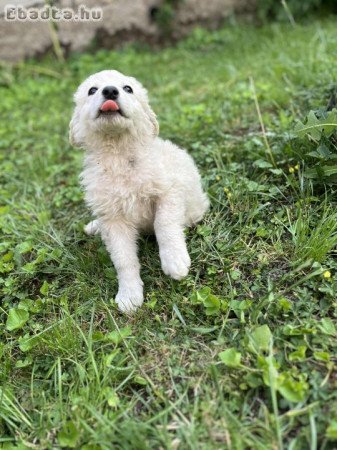 Fajtatiszta jellegű kuvasz kiskutyák