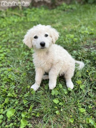 Fajtatiszta jellegű kuvasz kiskutyák