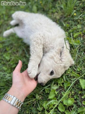 Fajtatiszta jellegű kuvasz kiskutyák