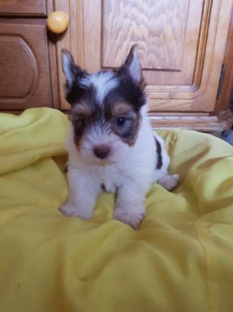 Yorkshire terrier biewer csoki