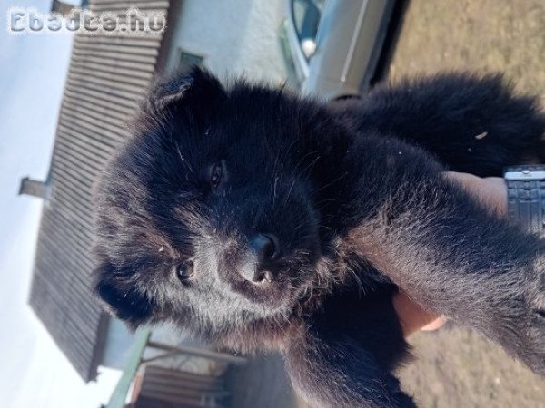 Fekete Németjuhász kutyák