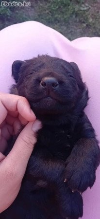 Fekete Németjuhász kutyák