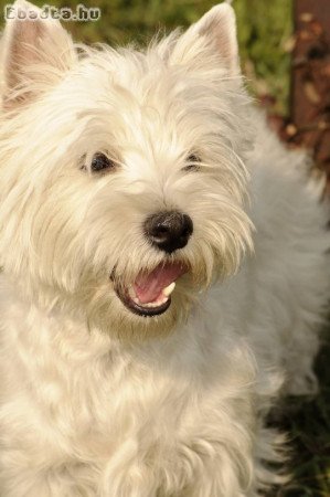 West highland white terrier