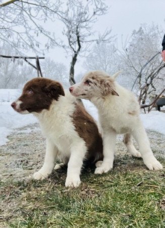 Ausztrál Juhász kiskutyák