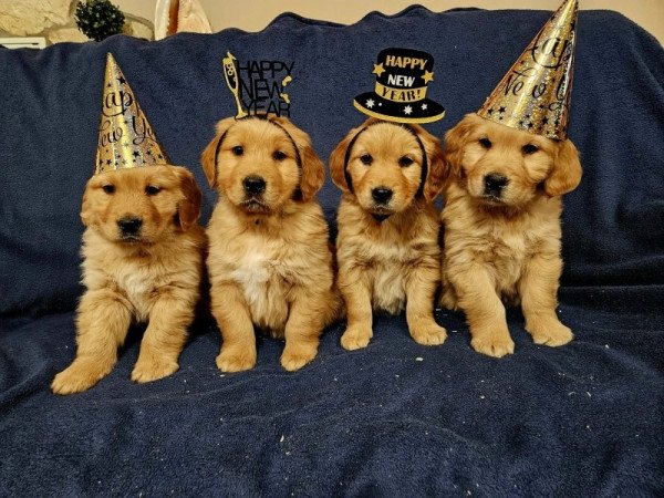 Golden Retriever