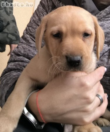 Labrador kiskutya eladó