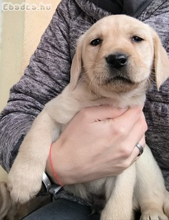 Labrador kiskutya eladó