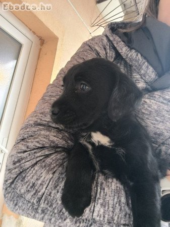 Labrador kiskutya eladó