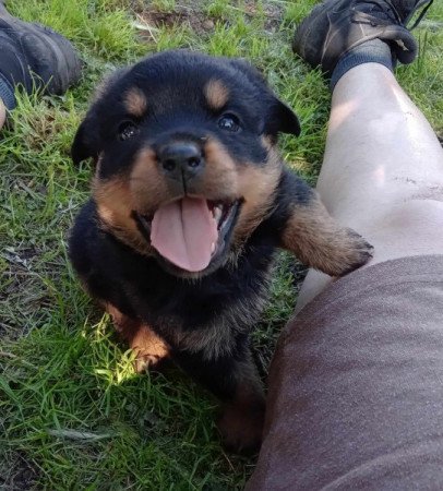 Rottweiler