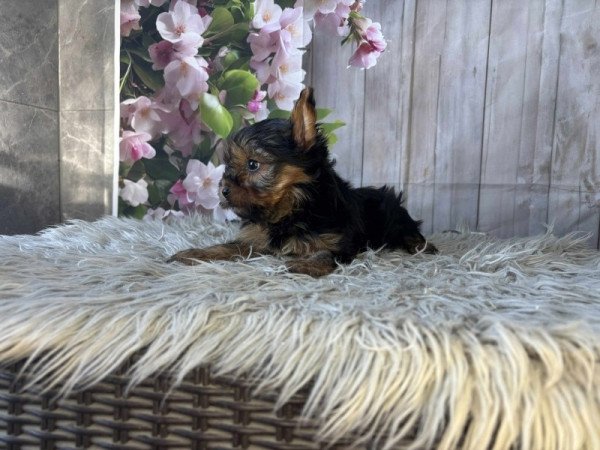 Yorkshire terrier