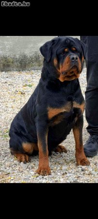 Rottweiler Kan Fedeztetést válal