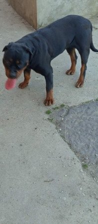 Rottweiler