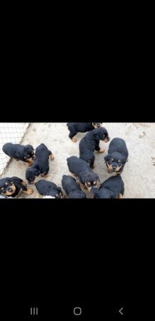 Rottweiler