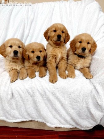 Golden Retriever kiskutyák foglalhatók.