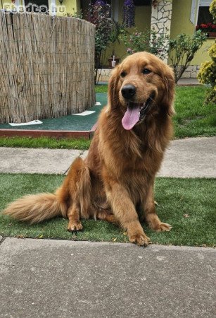 Golden Retriever kiskutyák foglalhatók.