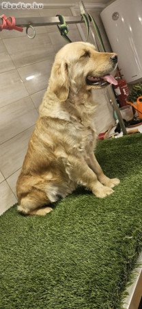 Golden Retriever kiskutyák foglalhatók.