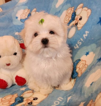 Bichon Havanese