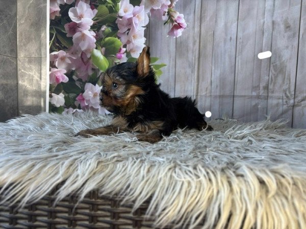 Yorkshire terrier