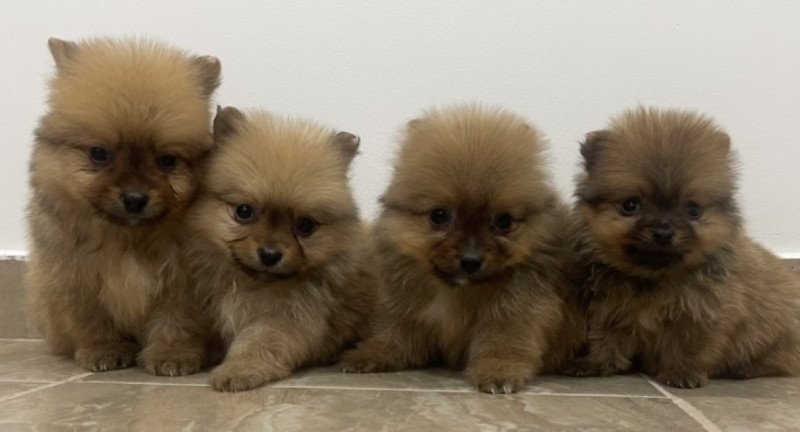 Pomerániai Törpe Spitz