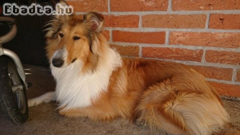 Skót juhász kiskutyák