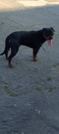 Rottweiler