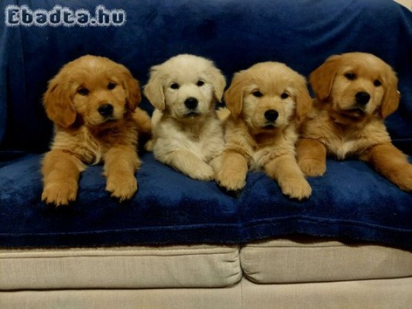 Golden Retriever kiskutyák foglalhatók.