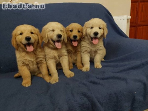 Golden Retriever kiskutyák  foglalhatók.
