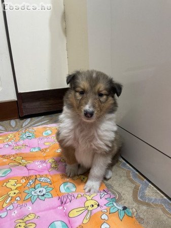 Skót juhász kiskutyák