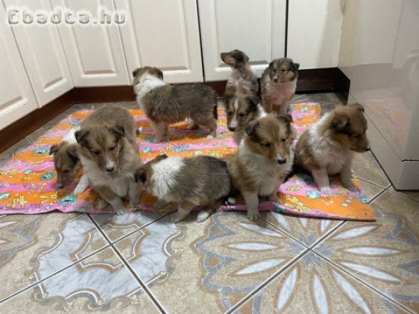 Skót juhász kiskutyák