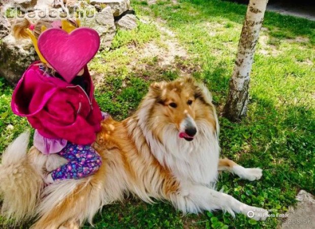 Skót juhász kiskutyák